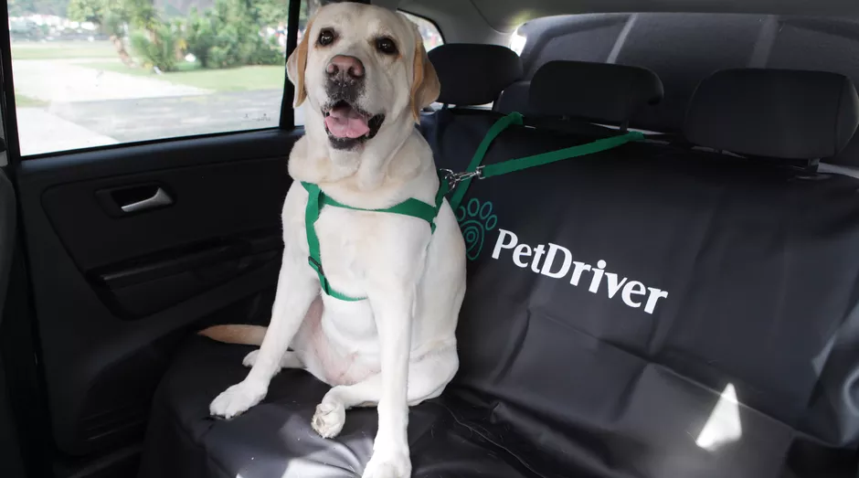 Uber de Cachorro